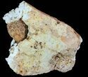 Fossil Crinoid Calyx's ( Species) - Burlington Formation, Missouri #68361-3
